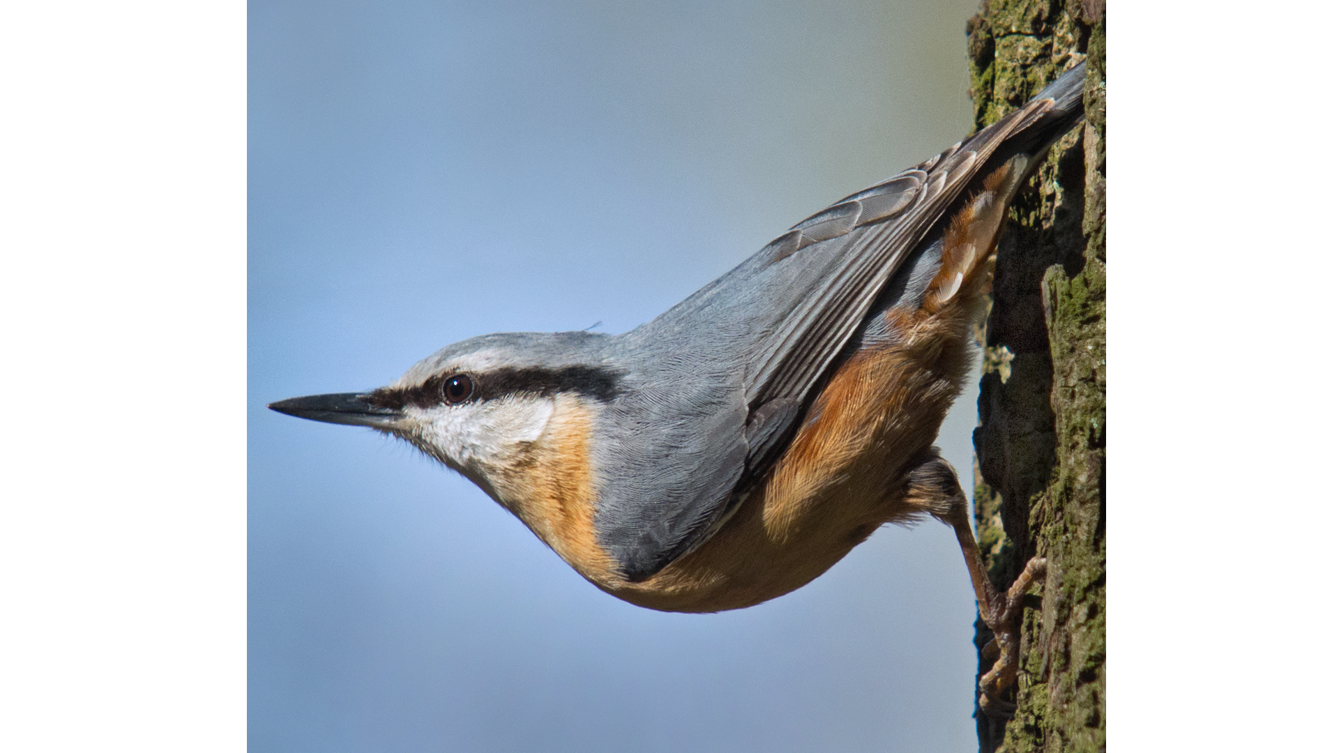 Eurasian Nuthatch (Sitta europaea)